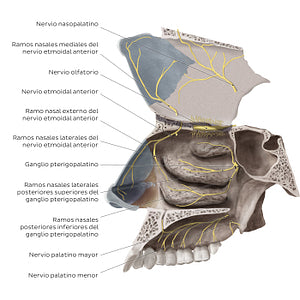 Nerves of the nasal cavity (Spanish)