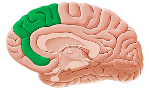 Medial frontal gyrus (#4176)