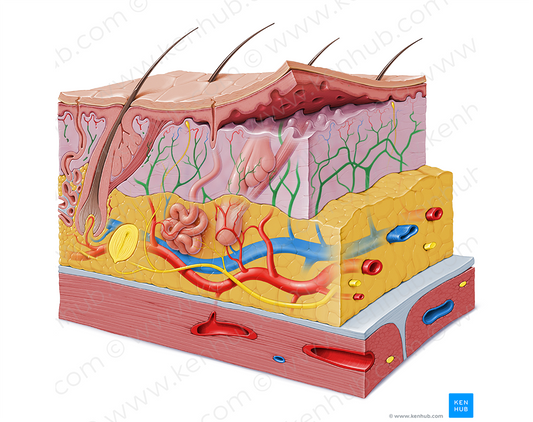 Subdermal vessel plexus (#8051)