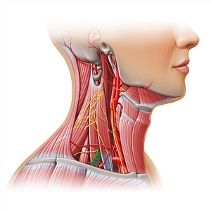 Brachial plexus (#11130)