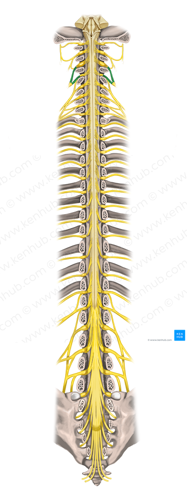 Spinal nerves C3-C4 (#6270)