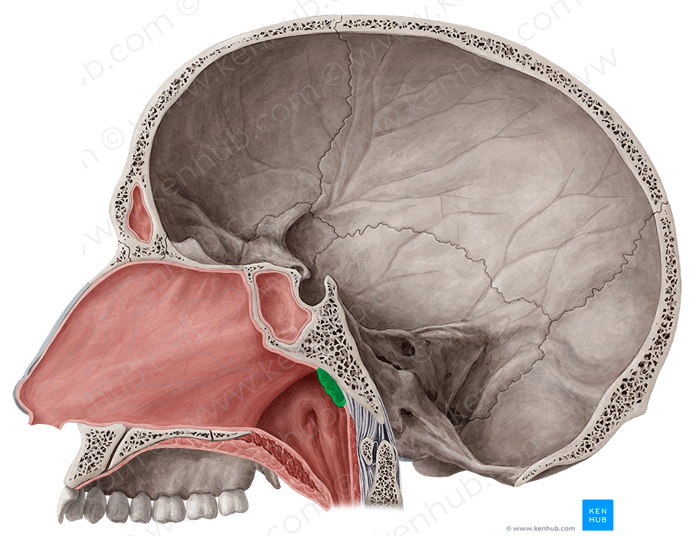 Pharyngeal tonsil (#9481)