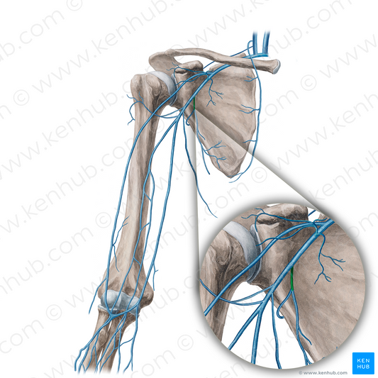 Subscapular vein (#21654)