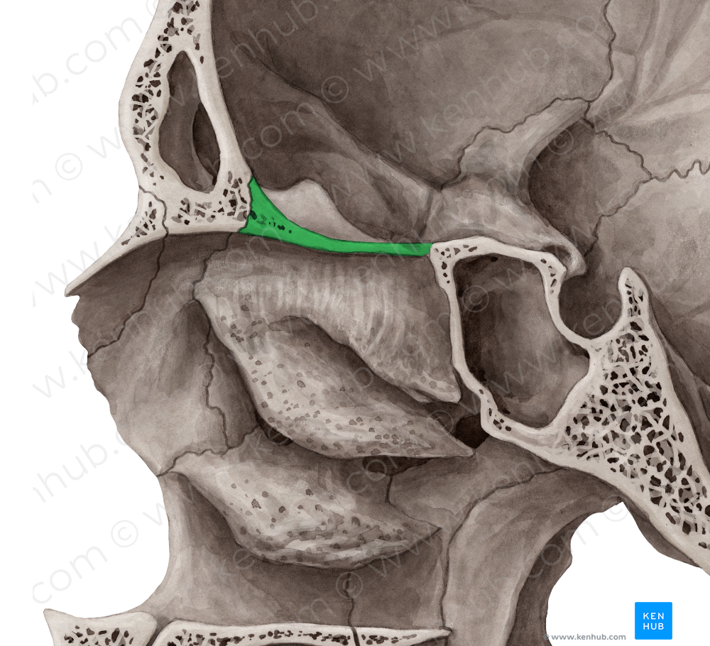 Cribriform plate of ethmoid bone (#4373)