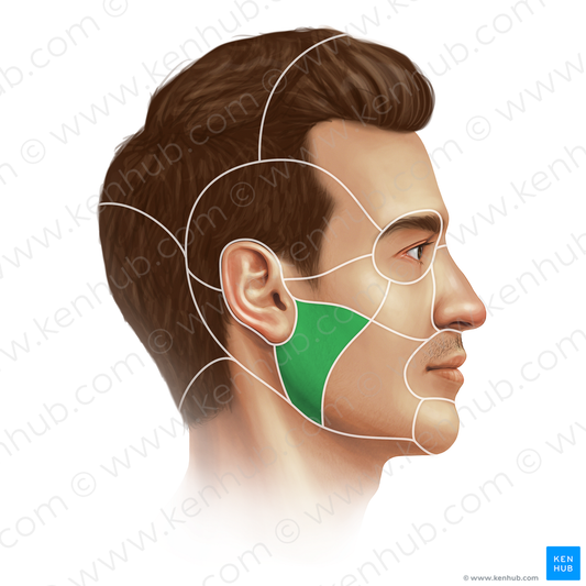 Parotideomasseteric region (#20680)