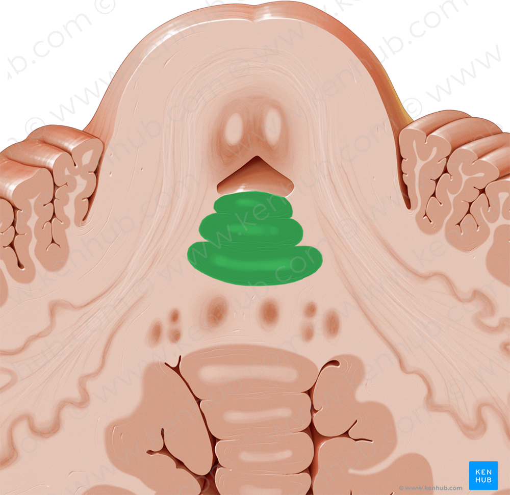 Lingula of cerebellum (#4744)