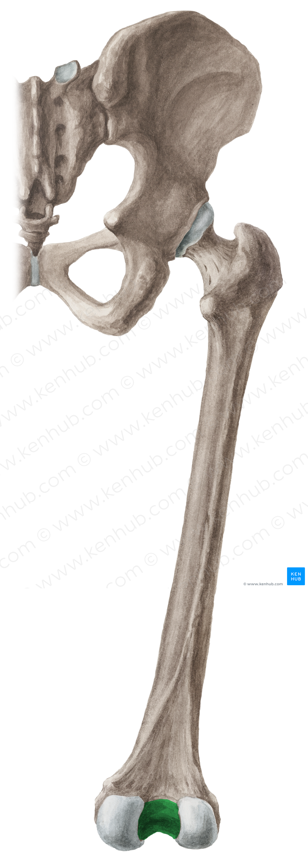 Intercondylar fossa of femur (#3856)