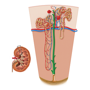 Collecting duct of renal tubule (#17197)