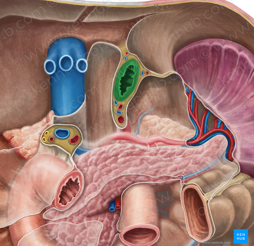 Esophagus (#7286)