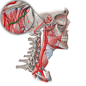 Maxillary artery (#1500)