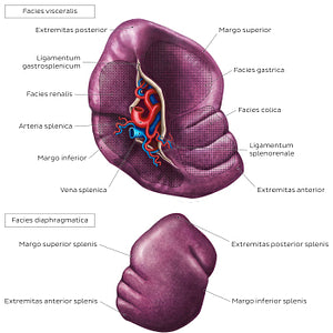 Surface anatomy of the spleen (Latin)