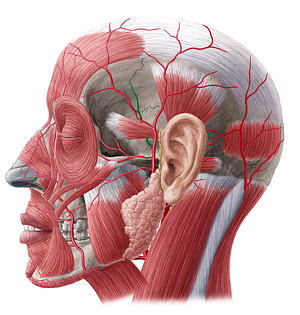Middle temporal artery (#1888)