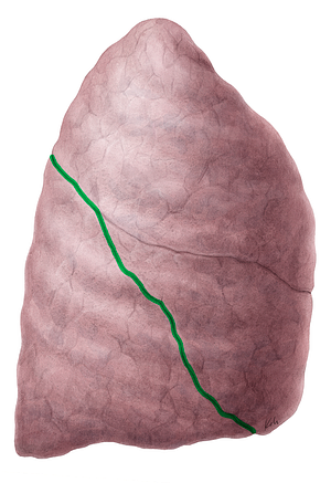 Oblique fissure of right lung (#3667)