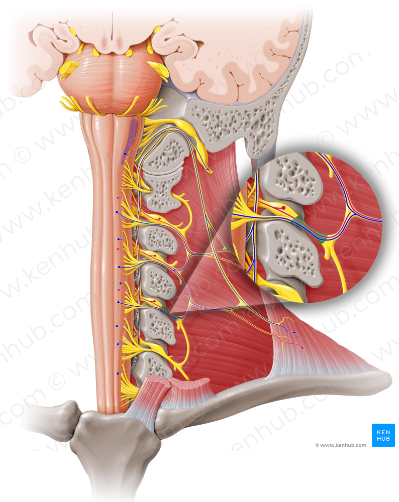 Spinal nerve C4 (#6737)