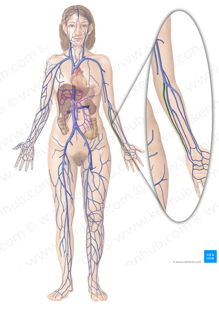 Ulnar veins (#10663)