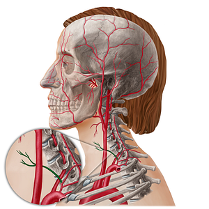 Inferior thyroid artery (#21790)