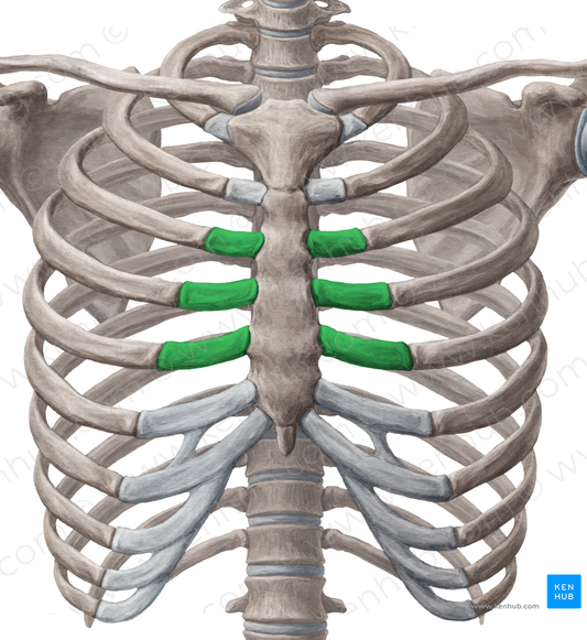 Costal cartilages of 3rd-5th ribs (#2467)