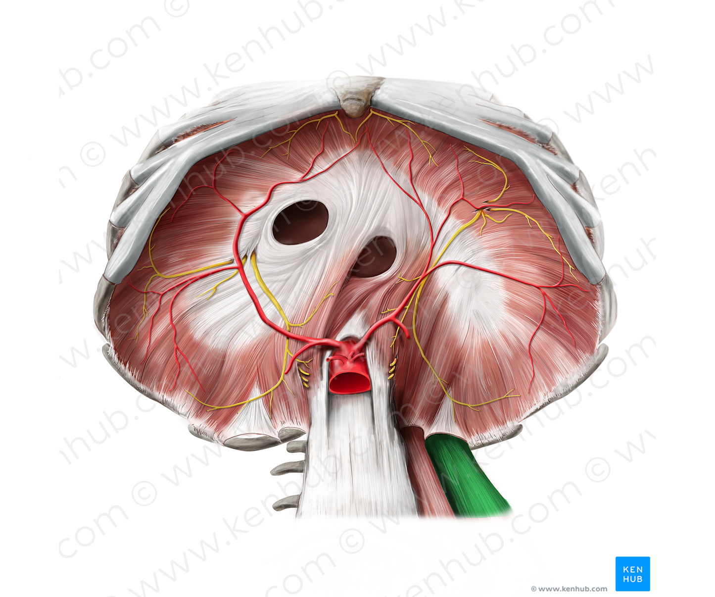 Quadratus lumborum muscle (#5815)