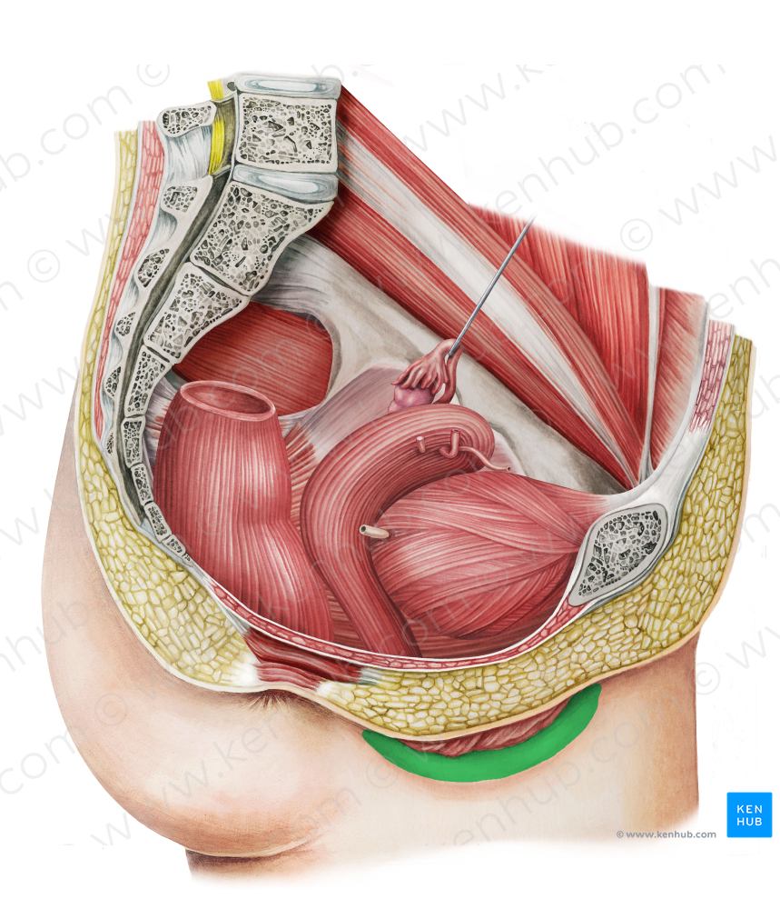 Labium majus of vulva (#4359)