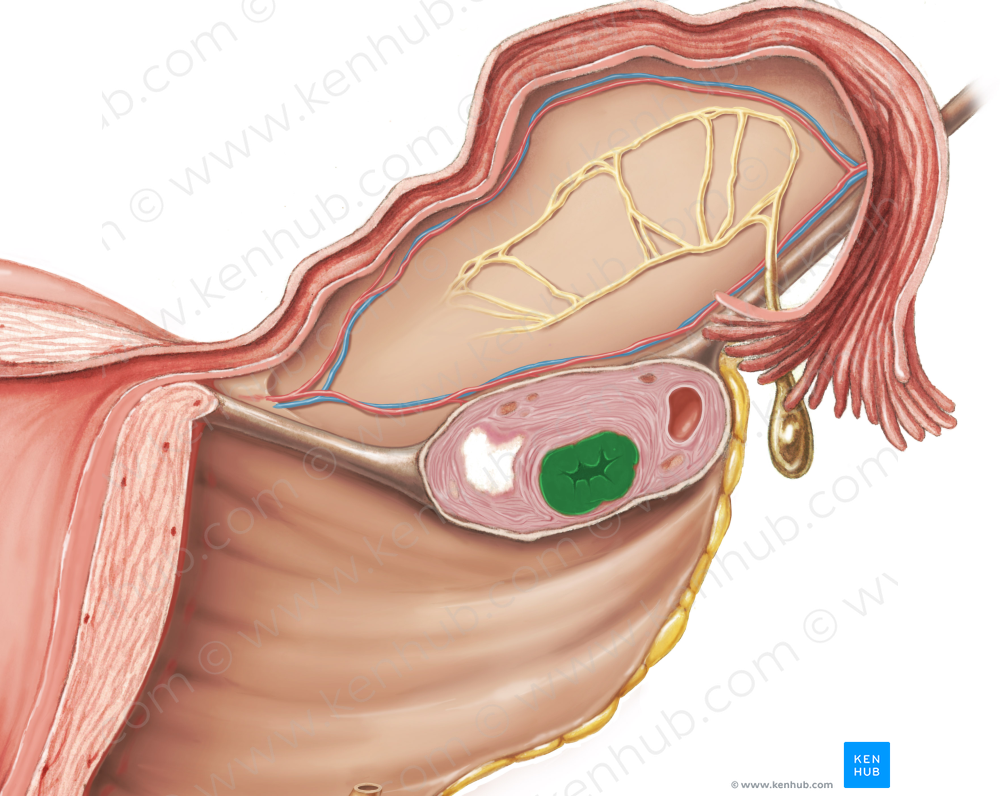 Corpus luteum (#2958)