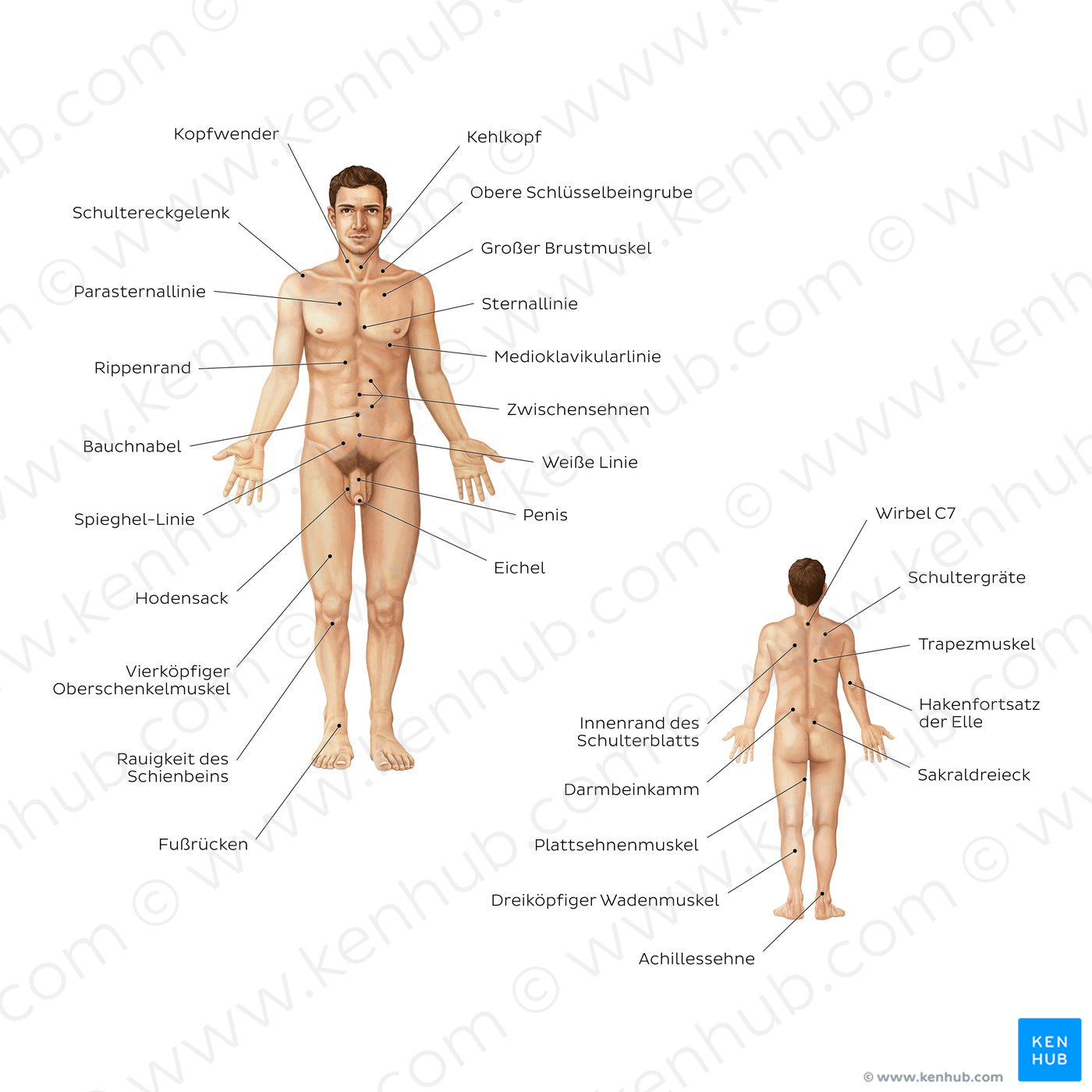 Male body surface anatomy (German)