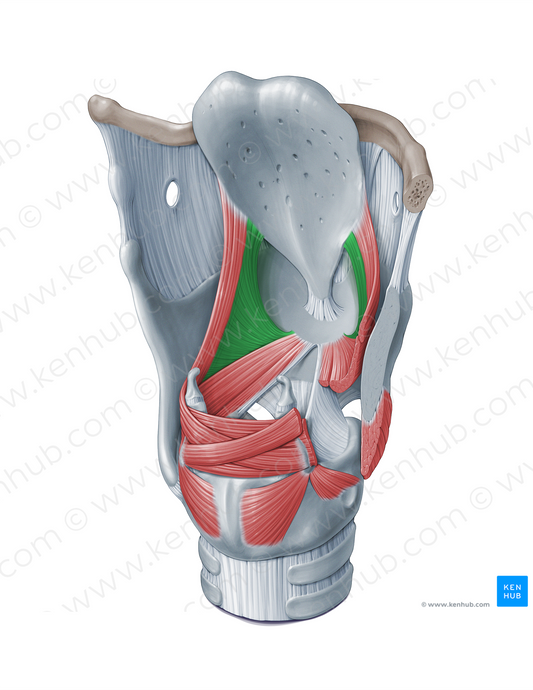 Thyroepiglottic muscle (#18327)