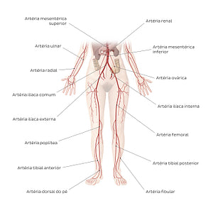 Cardiovascular system: Arteries of the lower part of the body (Portuguese)