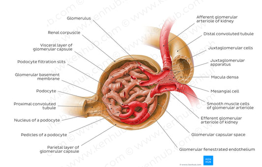 Renal corpuscle and juxtaglomerular apparatus (English)