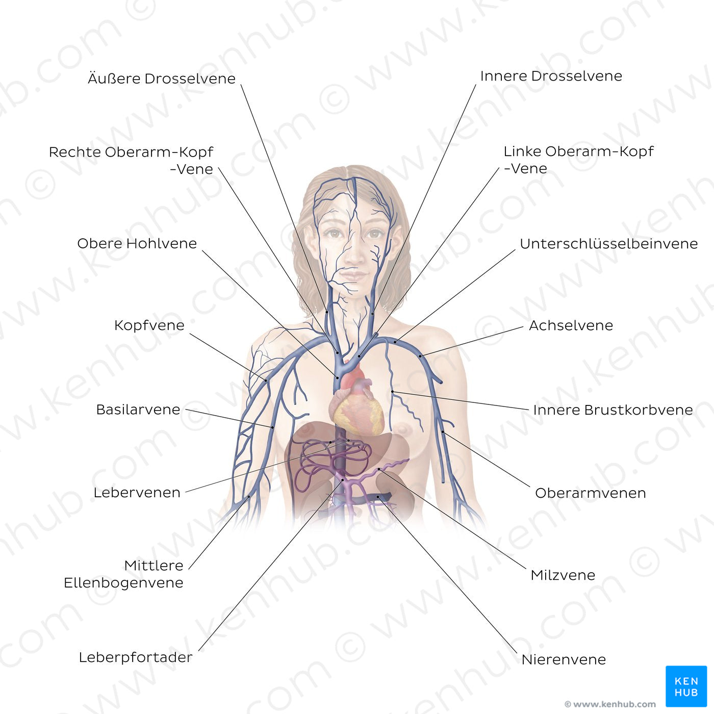 Cardiovascular system: Veins of the upper part of the body (German)