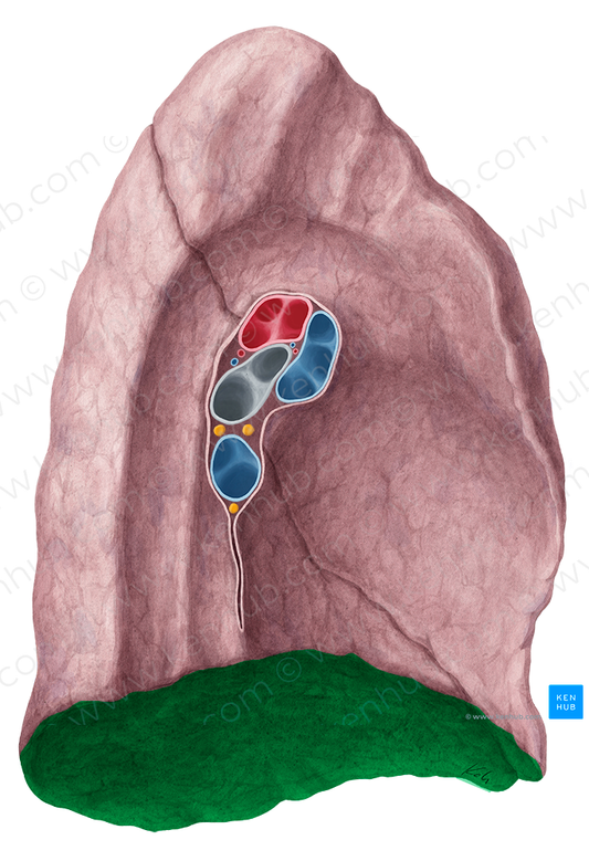 Diaphragmatic surface of lung (#21491)