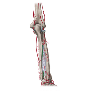 Posterior interosseous artery (#1458)