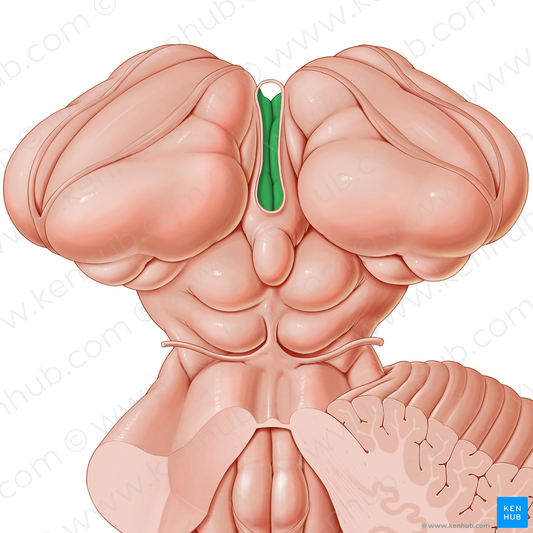 Third ventricle (#10727)