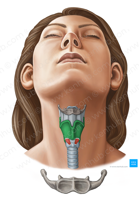 Thyroid cartilage (#11632)