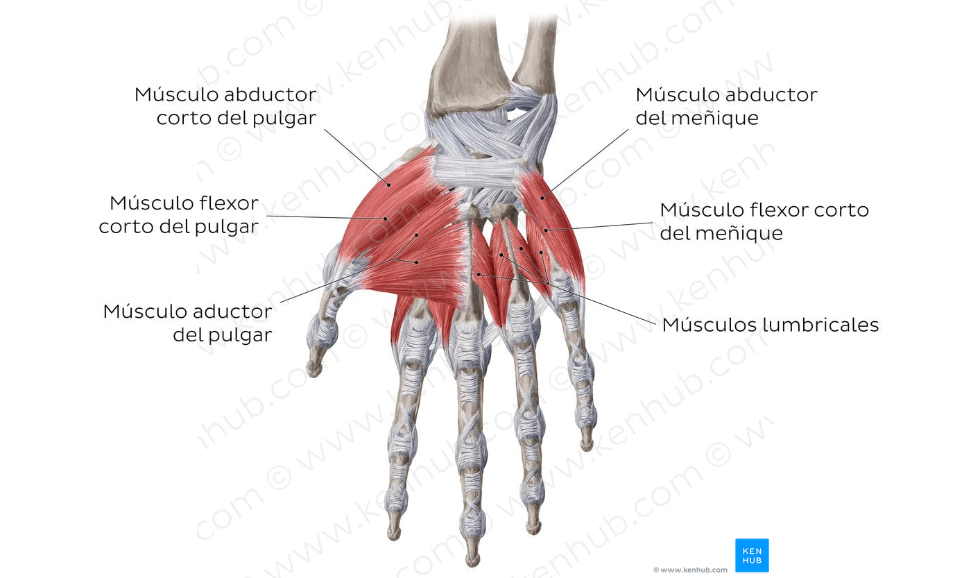 Muscles of the hand: main muscles (Spanish)