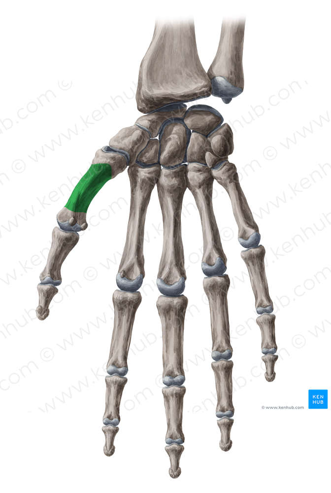 Body of 1st metacarpal bone (#2972)