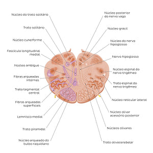 Medulla oblongata: Hypoglossal nerve level (Portuguese)