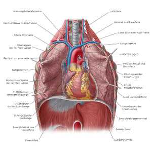 Lungs in situ (German)