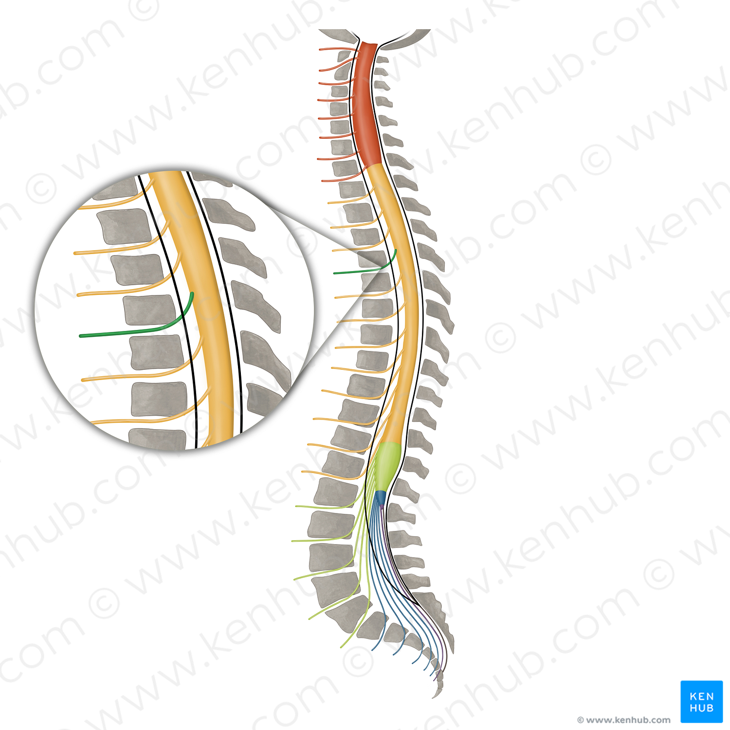 Spinal nerve T4 (#16150)