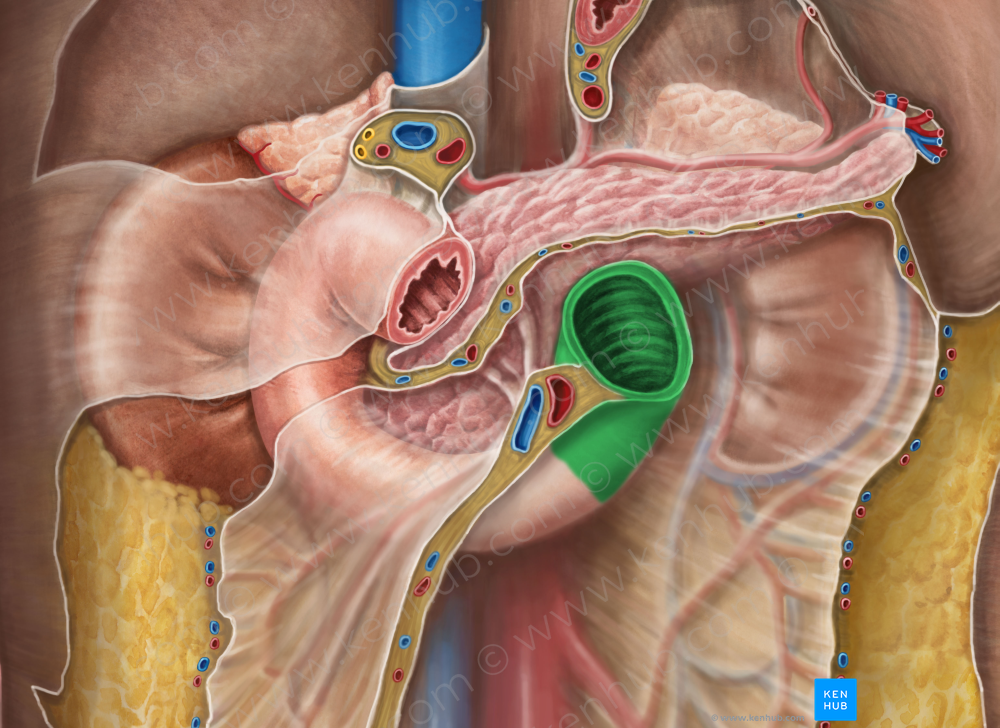 Ascending part of duodenum (#7662)