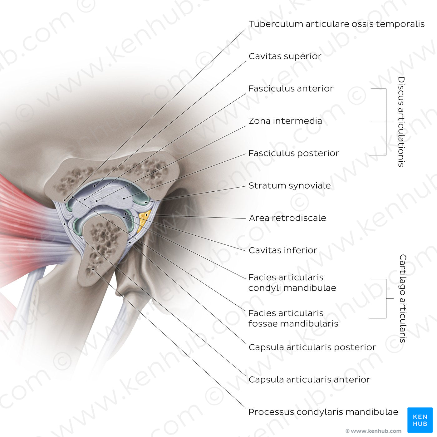 Temporomandibular joint: capsule (Latin)