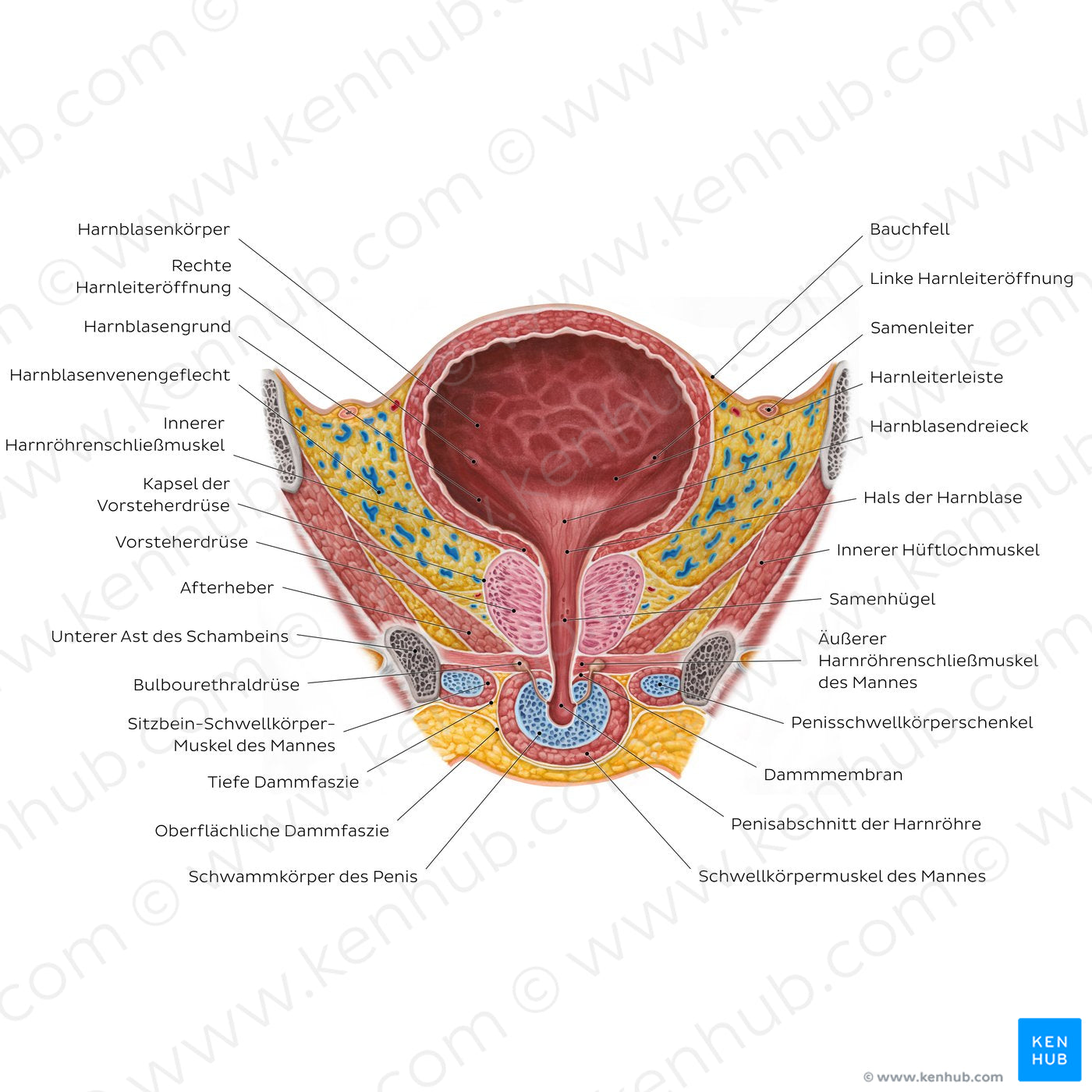 Male urinary bladder (German)