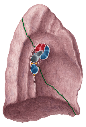 Oblique fissure of left lung (#3670)