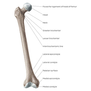 Femur (anterior view) (English)