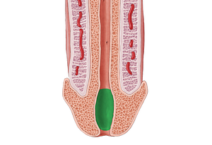Navicular fossa of urethra (#3866)