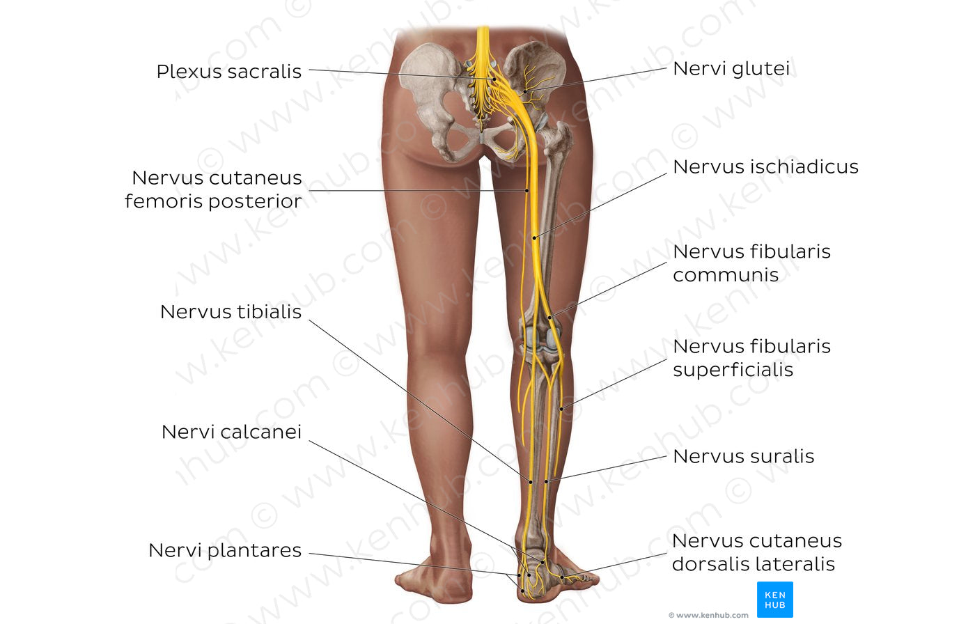 Main nerves of the lower limb - posterior (Latin)