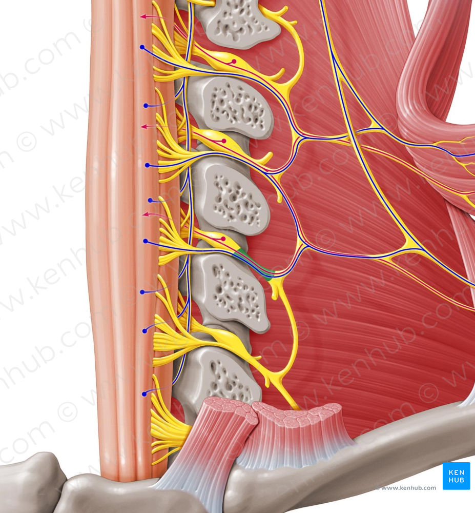 Spinal nerve C4 (#6738)