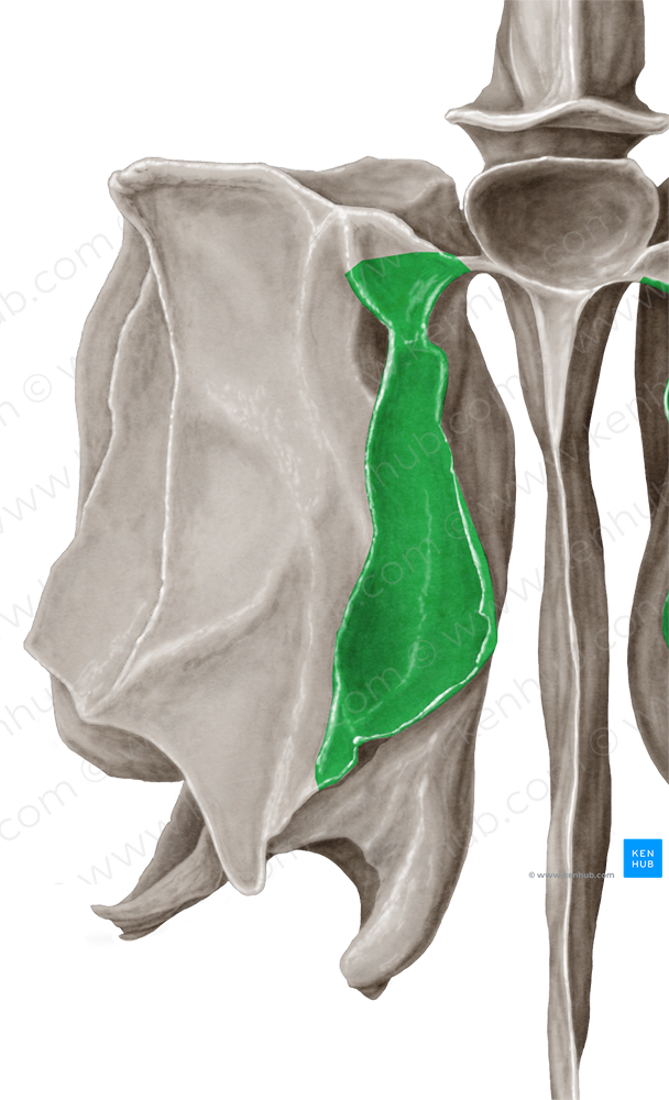 Superior nasal concha of ethmoid bone (#2810)