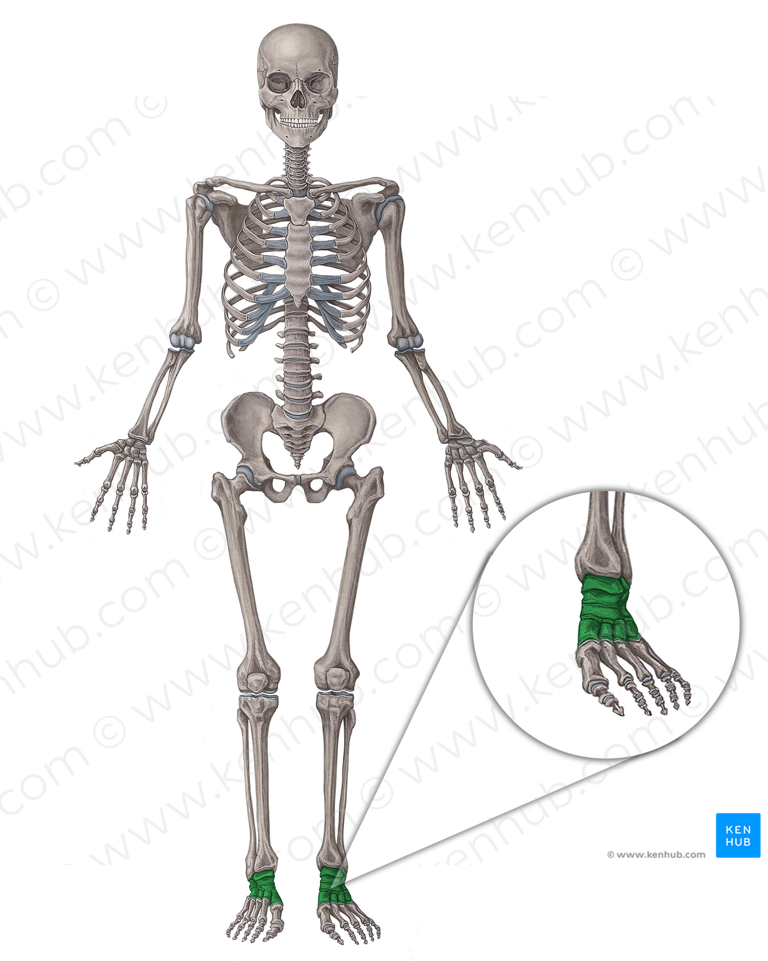 Tarsal bones (#7503)
