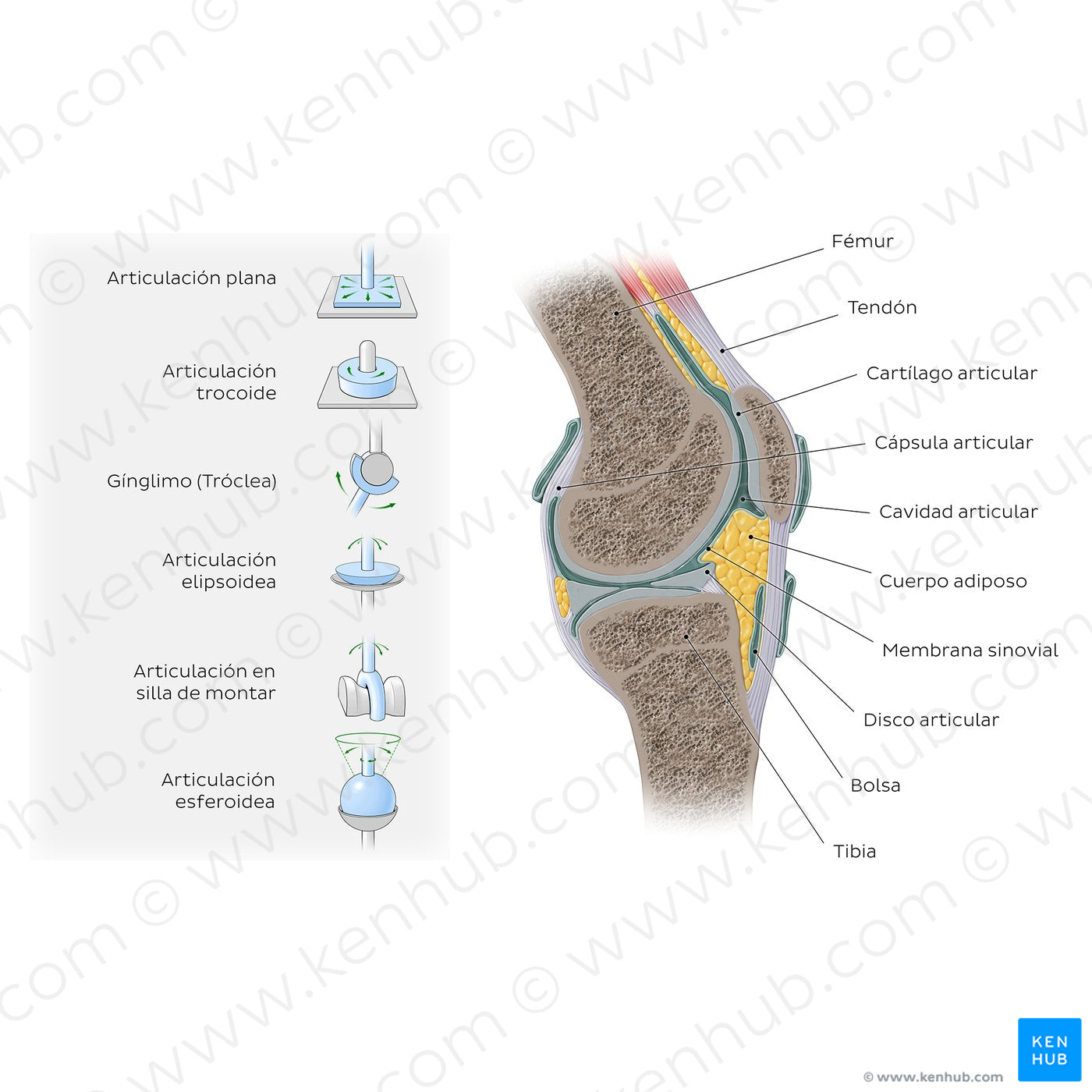 Synovial joints: Types and structure (Spanish)