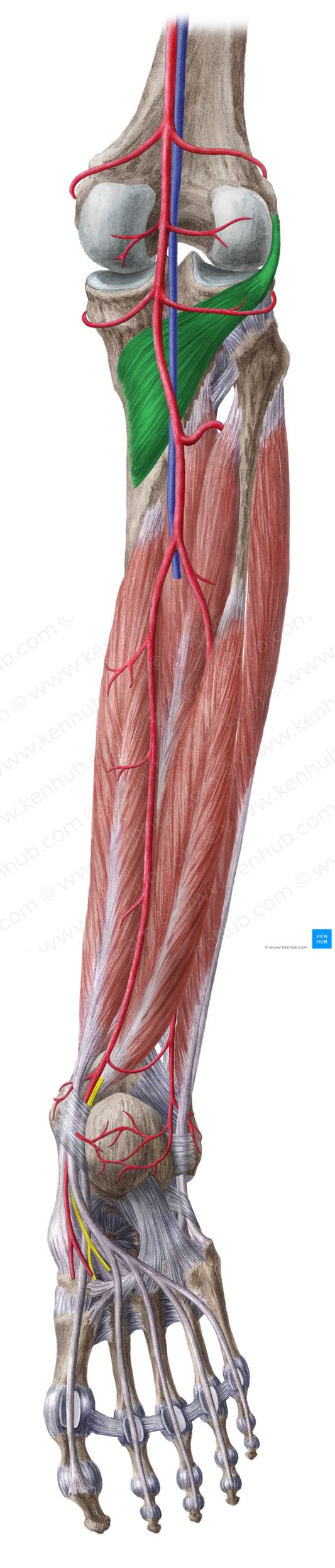 Popliteus muscle (#5767)